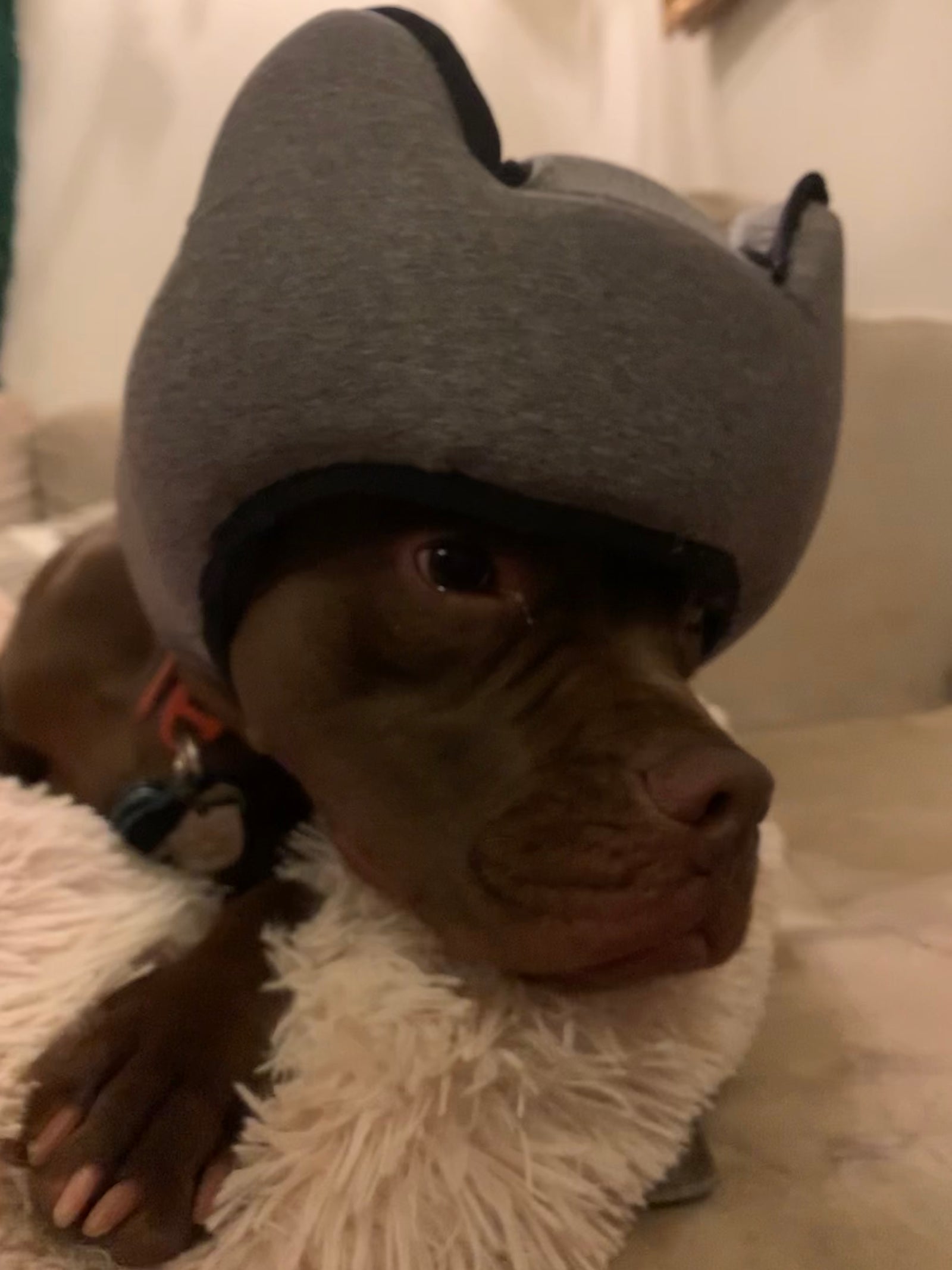 PAWNIX, a tail Episode 3: MAX Meditating through a storm