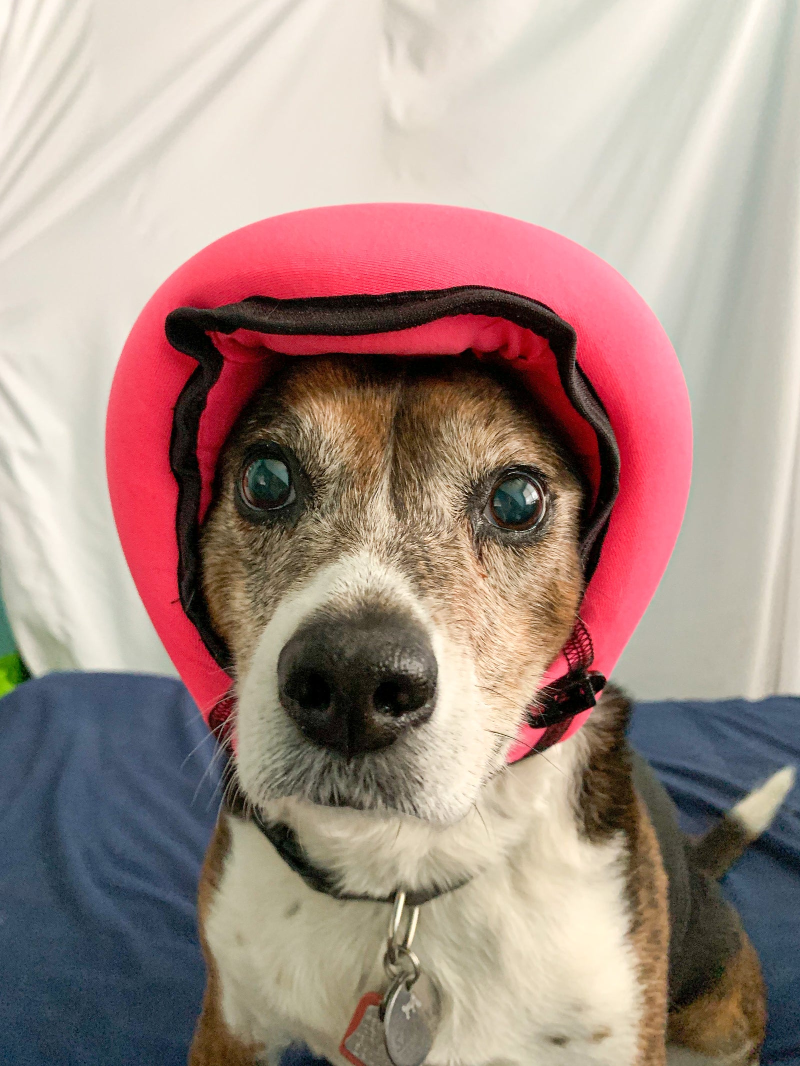 PAWNIX a tail, Episode 7: Meditative Re-Treat