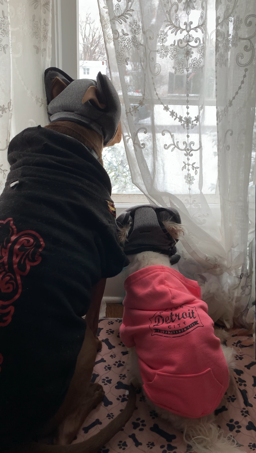 PAWNIX a tail, Episode 6: Teddy and Emma's Cozy Winter Adventure with PAWNIX