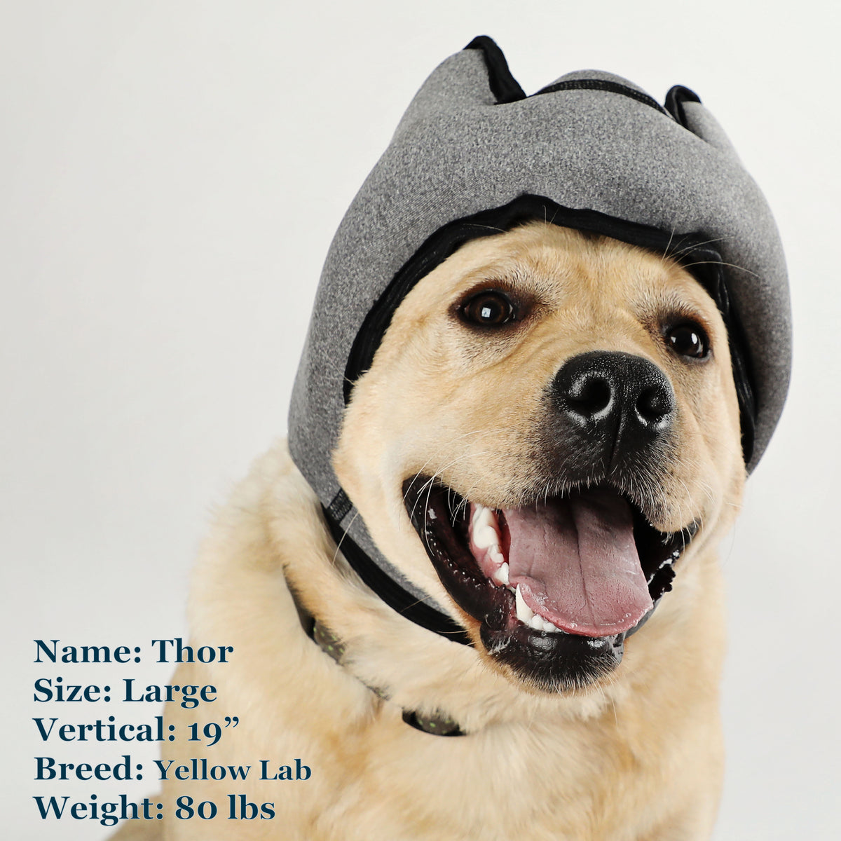 Thor is a Lab in a Large Grey PAWNIX Noise Cancelling Headset for dogs
