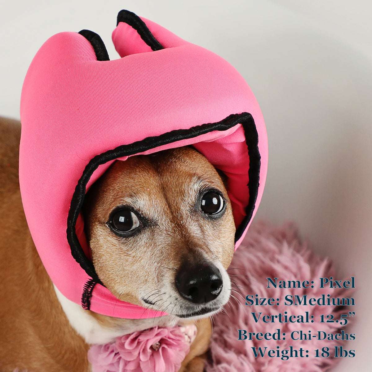 Pixel is a Chiweenie in a SMedium Pink PAWNIX Noise Cancelling Headset for dogs