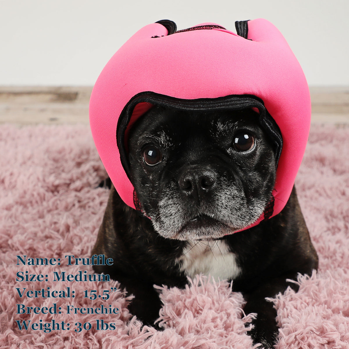 Truffle is a Frenchie in a Medium Pink PAWNIX Noise Cancelling Headset for dogs