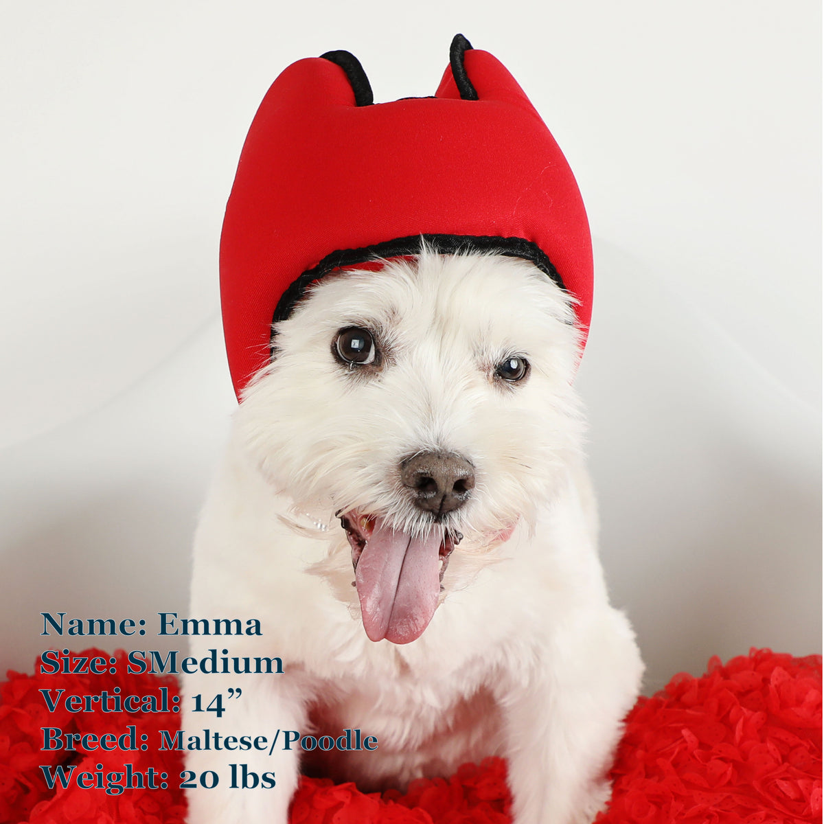 Emma is a Maltese Poodle Mix in a SMedium Red PAWNIX Noise Cancelling Headset for dogs