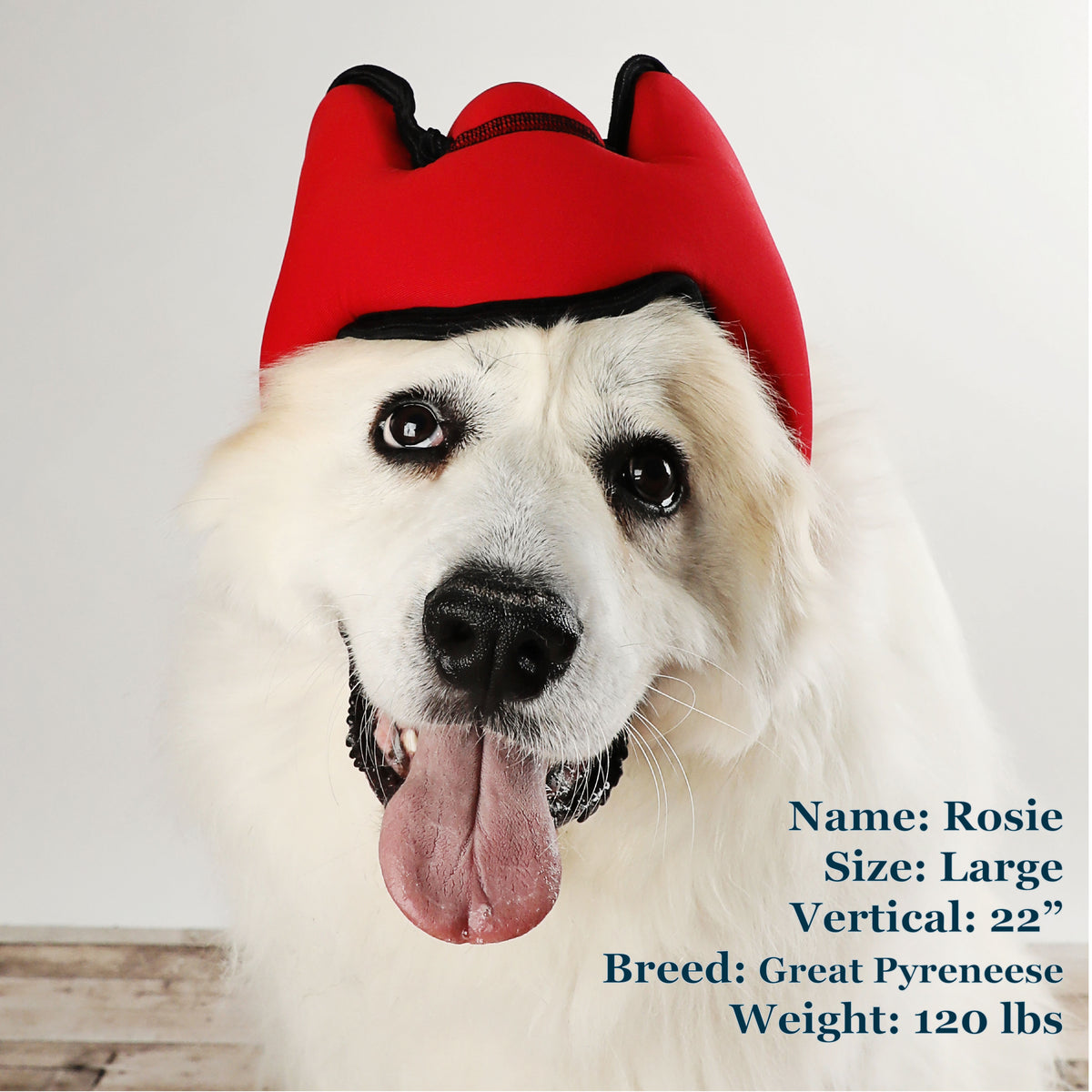 Rosie is a Pyreneese in a Large Red PAWNIX Noise Cancelling Headset for dogs
