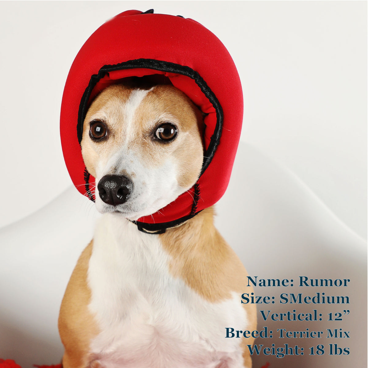Rumor is a Terrier Mix in a SMedium Red PAWNIX Noise Cancelling Headset for dogs