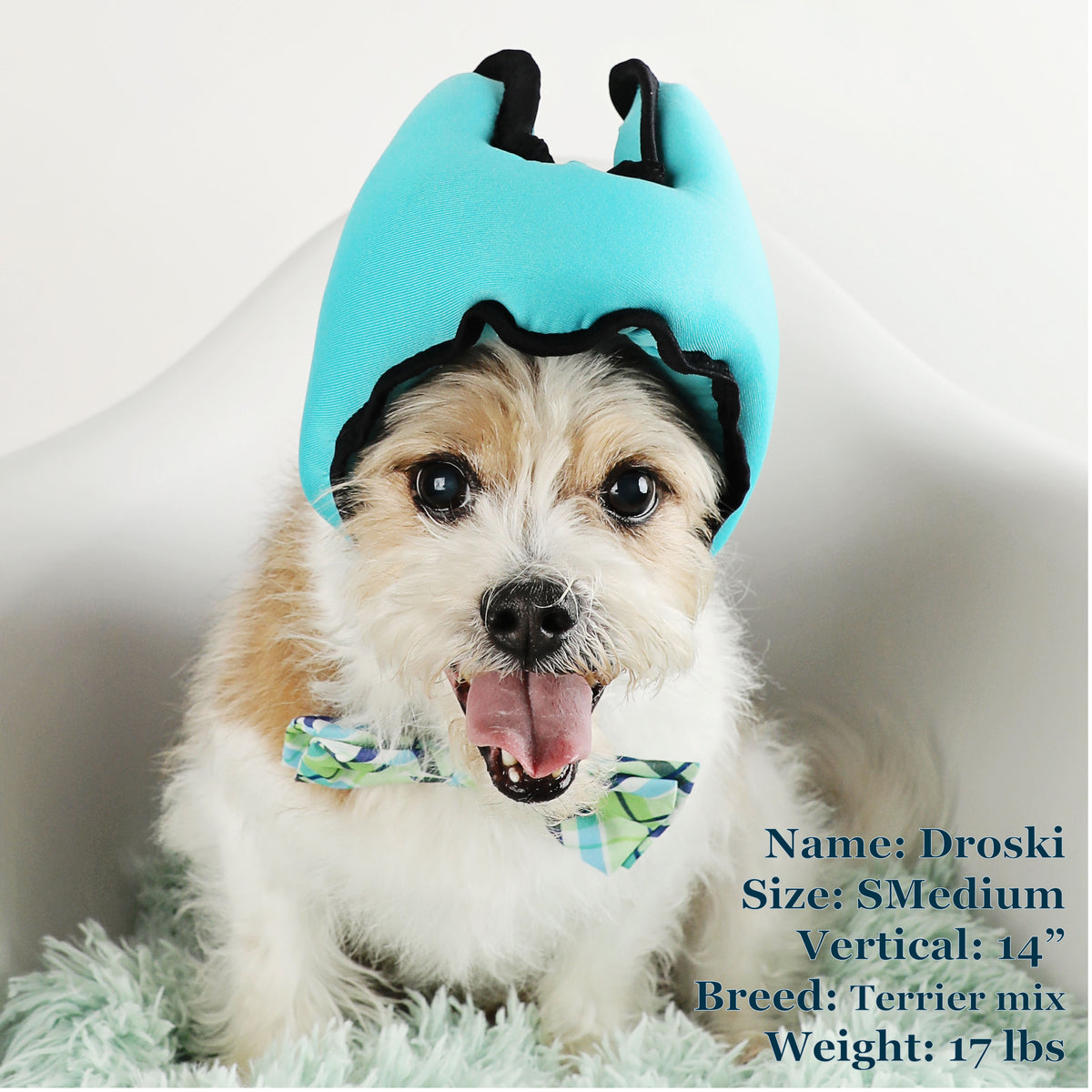 Droski is a Terrier Mix in a SMedium Blue PAWNIX Noise Cancelling Headset for dogs