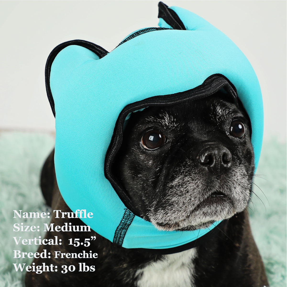 Truffle is a Frenchie in a Medium Blue PAWNIX Noise Cancelling Headset for dogs