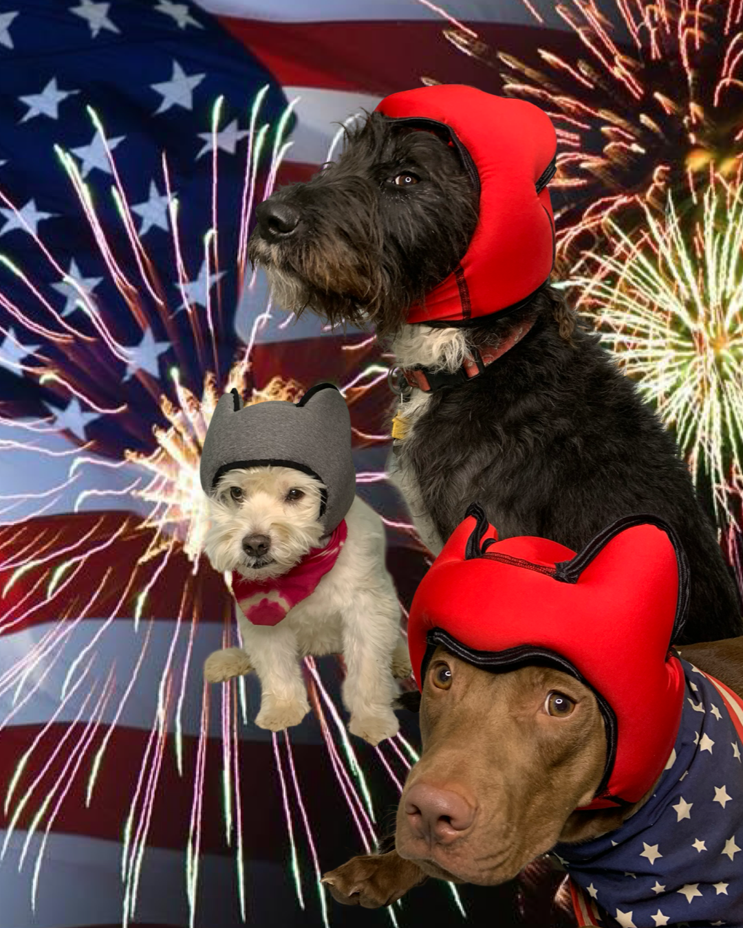 PAWNIX: preparing your dog for the Fourth of July