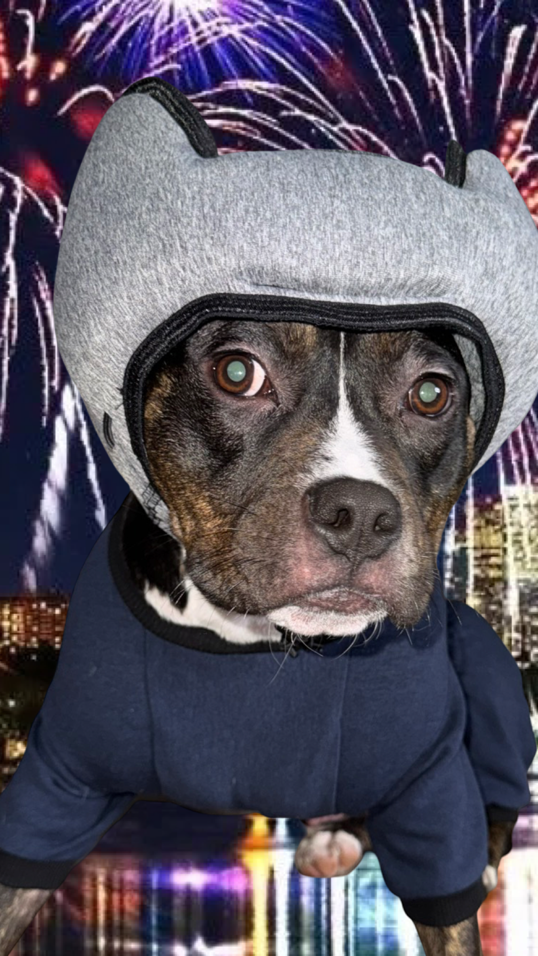 Paws, Ears, and Cheers: How to Prepare Your Dog for Victoria Day Fireworks with PAWNIX