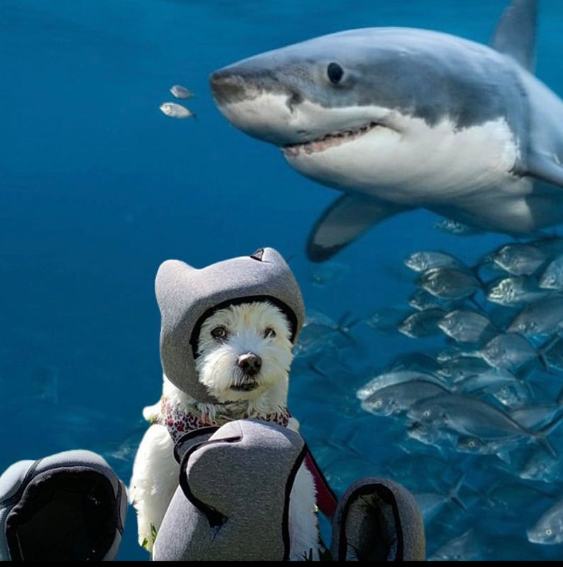 Shark Tank Episode Reflection: Baubles + Soles, Dog Threads