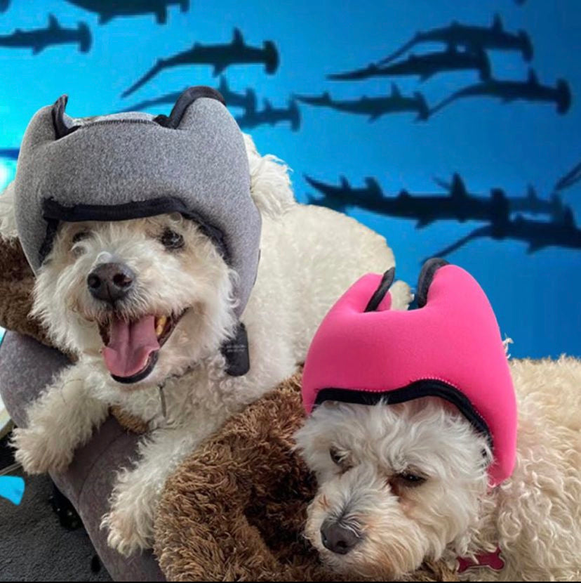 PAWNIX Life After the Tank: SharkTank Update 2