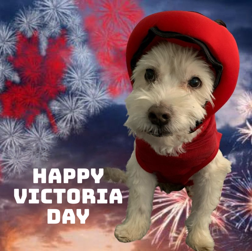 PAWNIX : Your Pet's Best Friend This Victoria Day