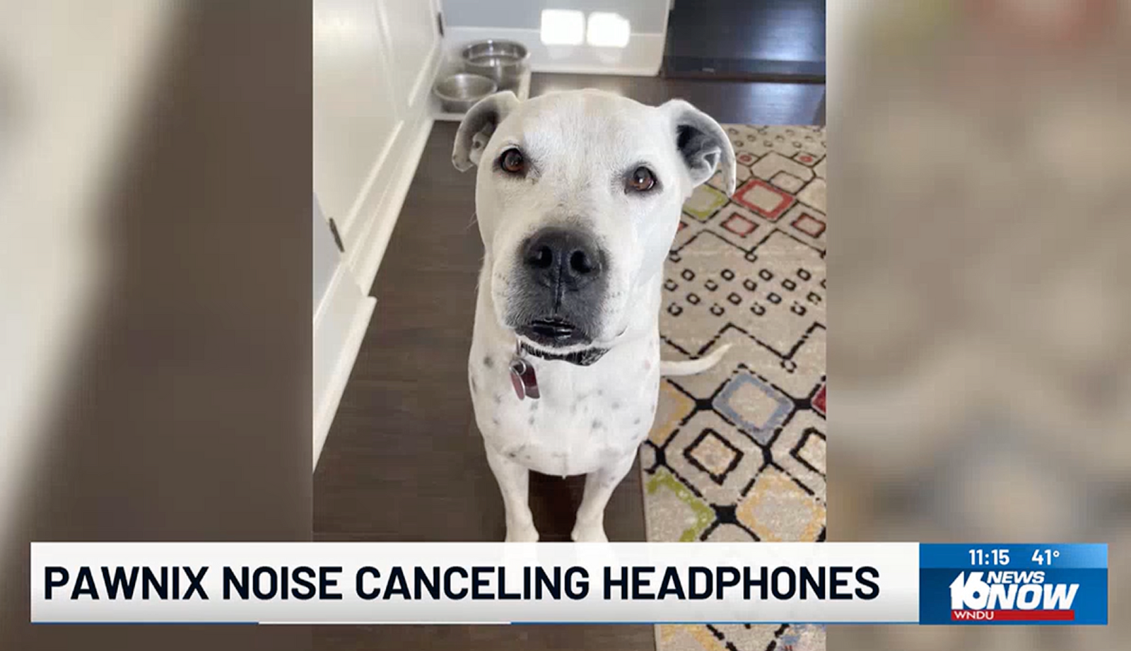 Woof-Worthy Tech: PAWNIX Noise-Canceling Headphones for Dogs
