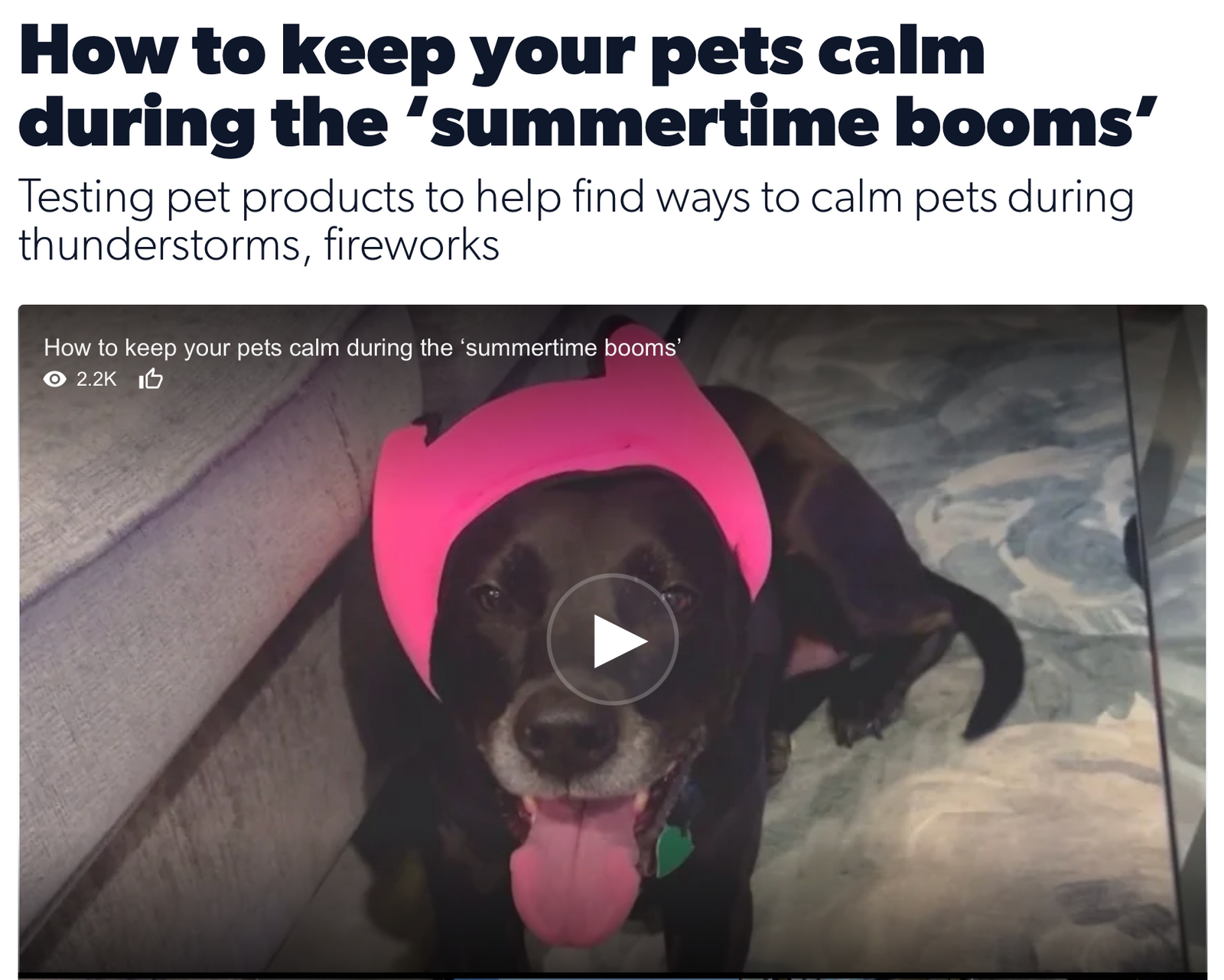 PAWNIX Featured on TV: Helping Dogs Stay Calm During Summer Booms