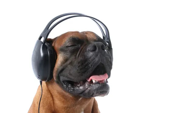 The Soothing Power of Music: Calming Canine Souls