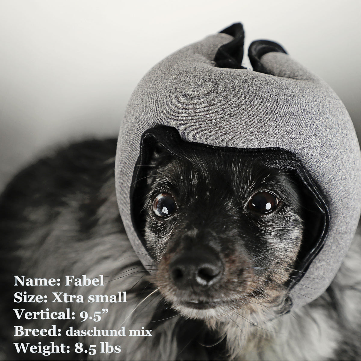 Fable is a Daschund Mix in a Xrta Small Grey PAWNIX Noise Cancelling Headset for dogs
