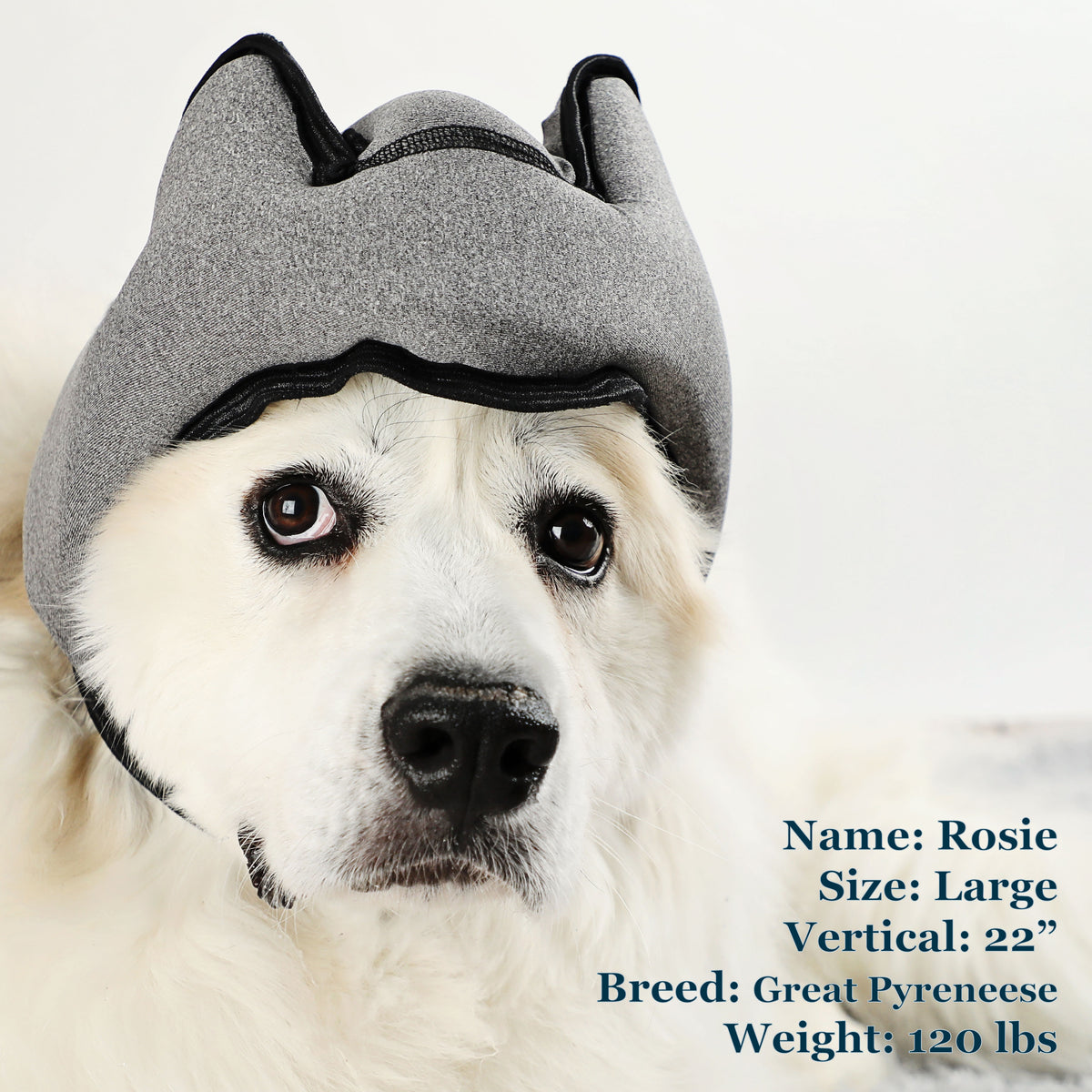 Rosie is a Pyreneese in a Large Grey PAWNIX Noise Cancelling Headset for dogs