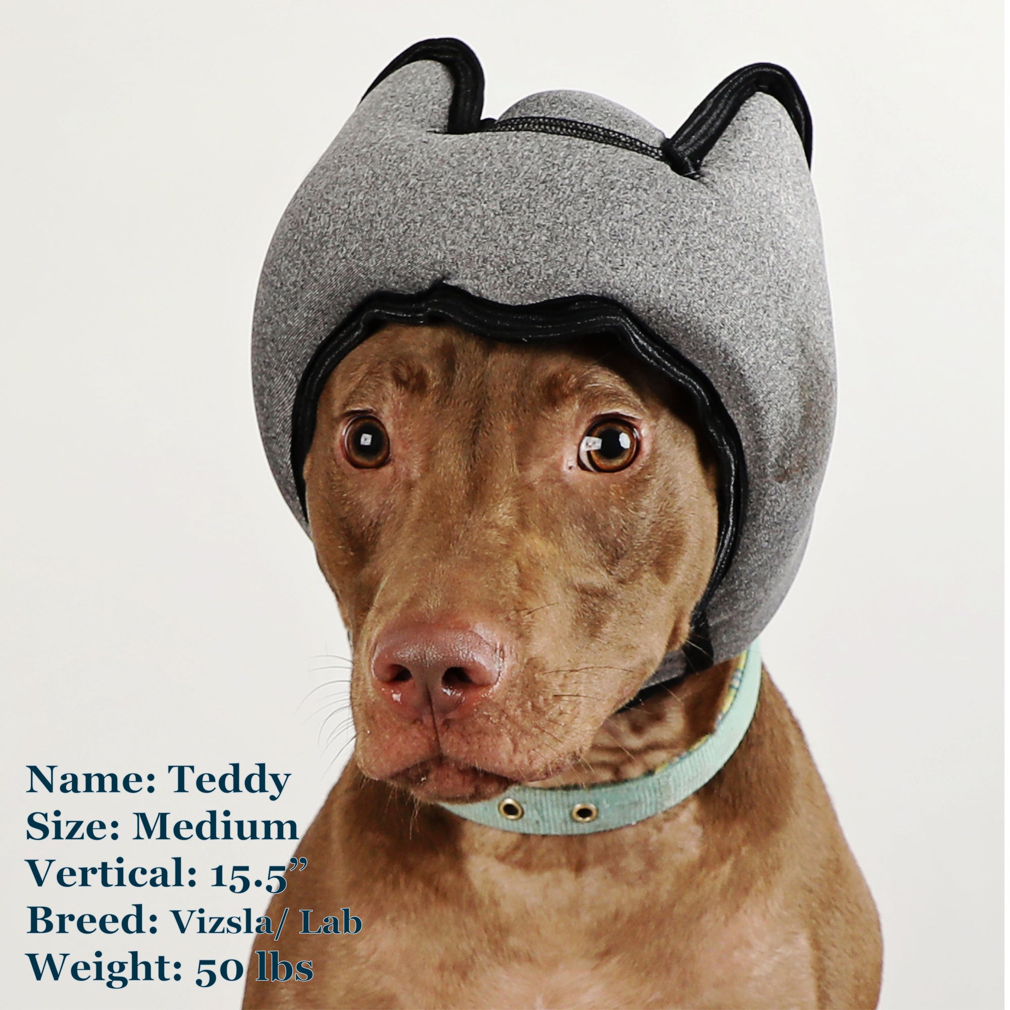 Teddy is a Vizsla Lab Mix in a Medium Grey PAWNIX Noise Cancelling Headset for dogs