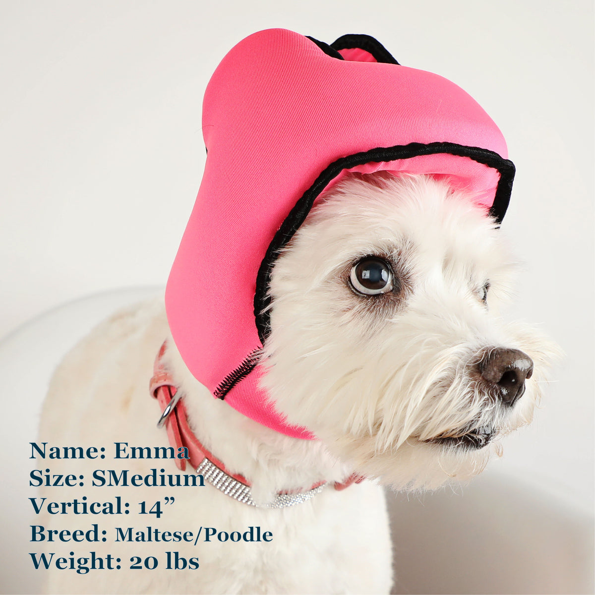Emma is a Maltese Poodle Mix in a SMedium Pink PAWNIX Noise Cancelling Headset for dogs