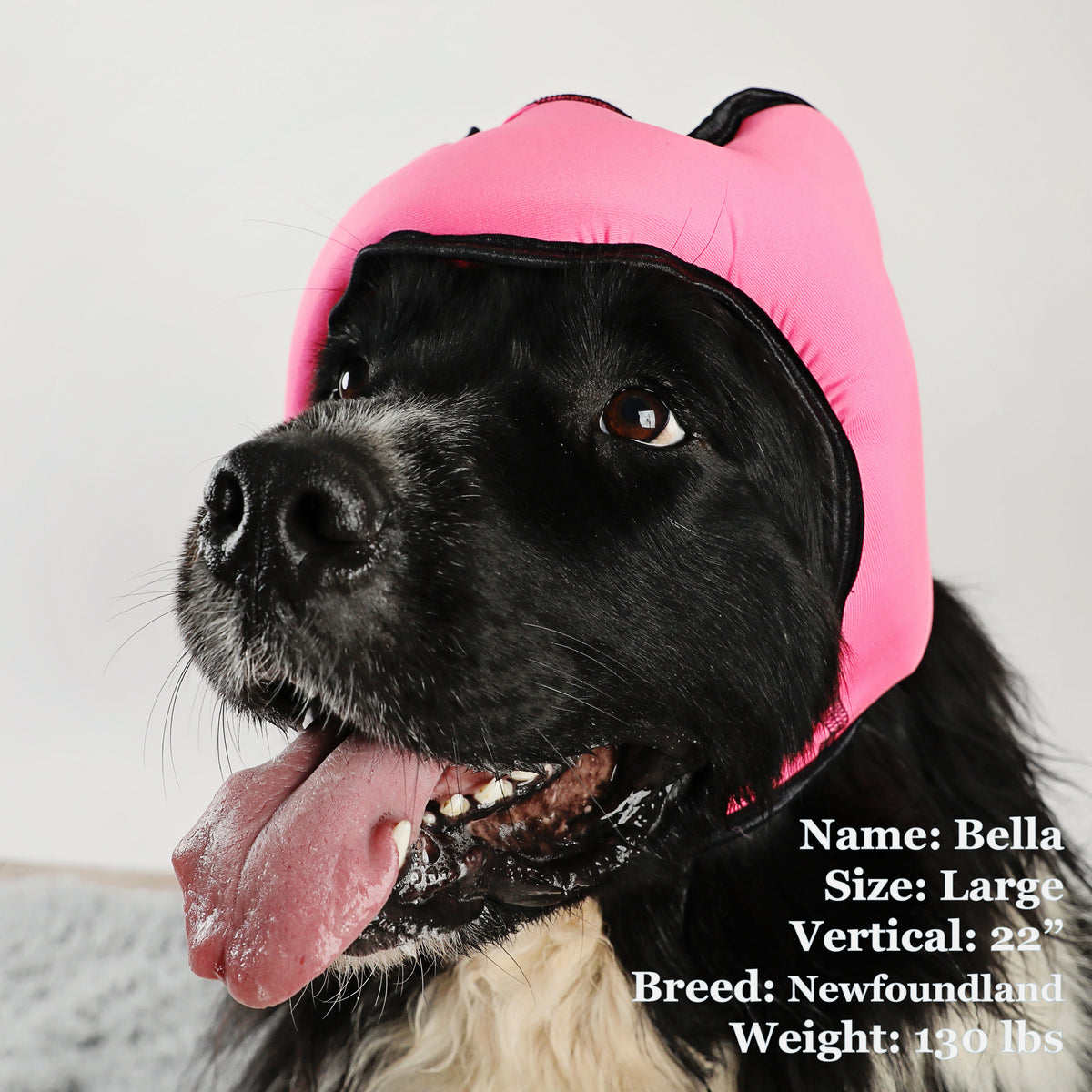 Bella is a Newfoundland in a Large Pink PAWNIX Noise Cancelling Headset for dogs