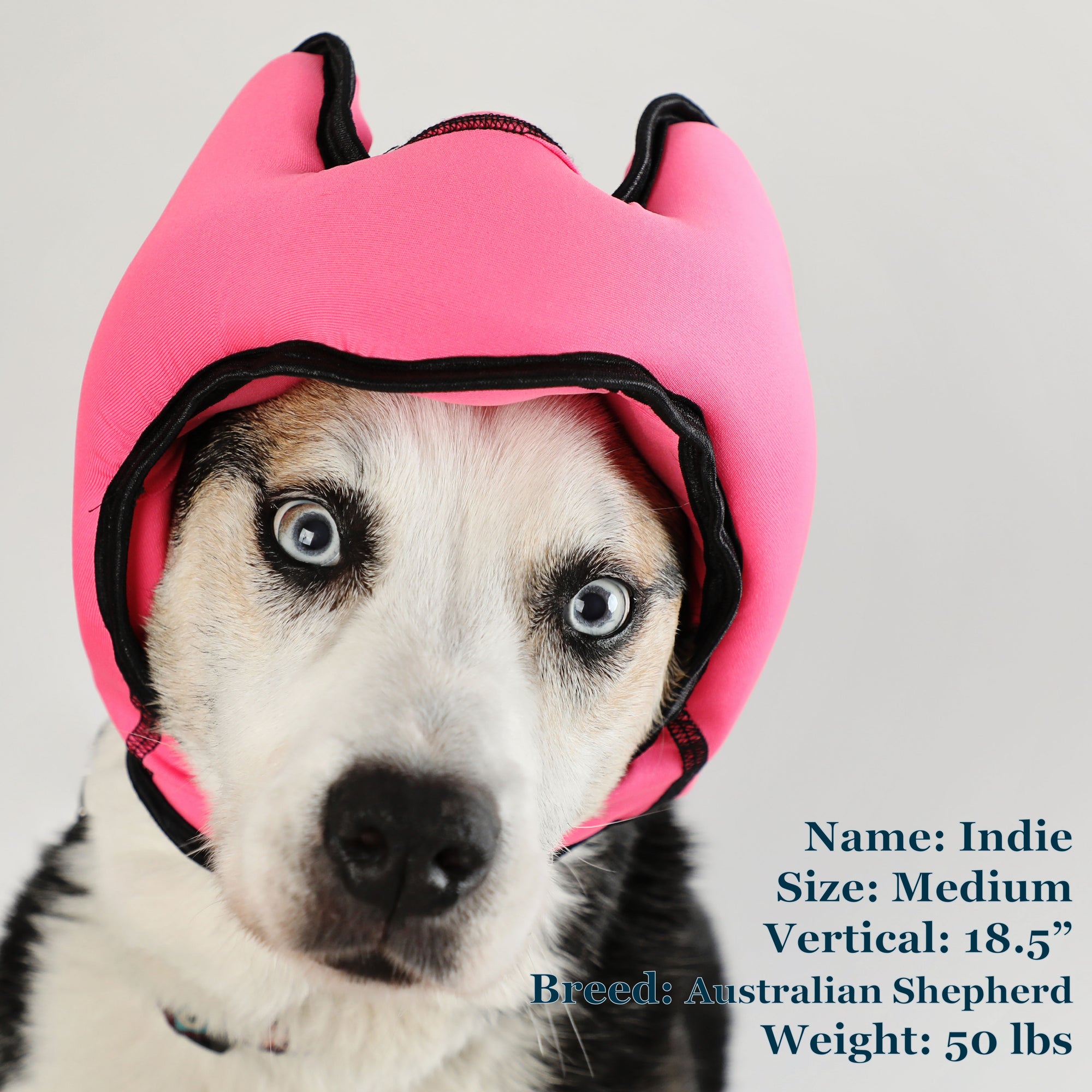 Indie is a Shepherd in a Medium Pink PAWNIX Noise Cancelling Headset for dogs