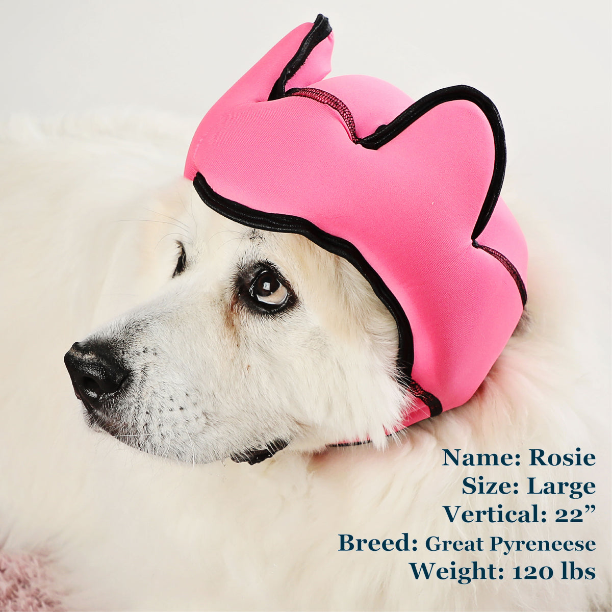 Rosie is a Pyreneese in a Large Pink PAWNIX Noise Cancelling Headset for dogs