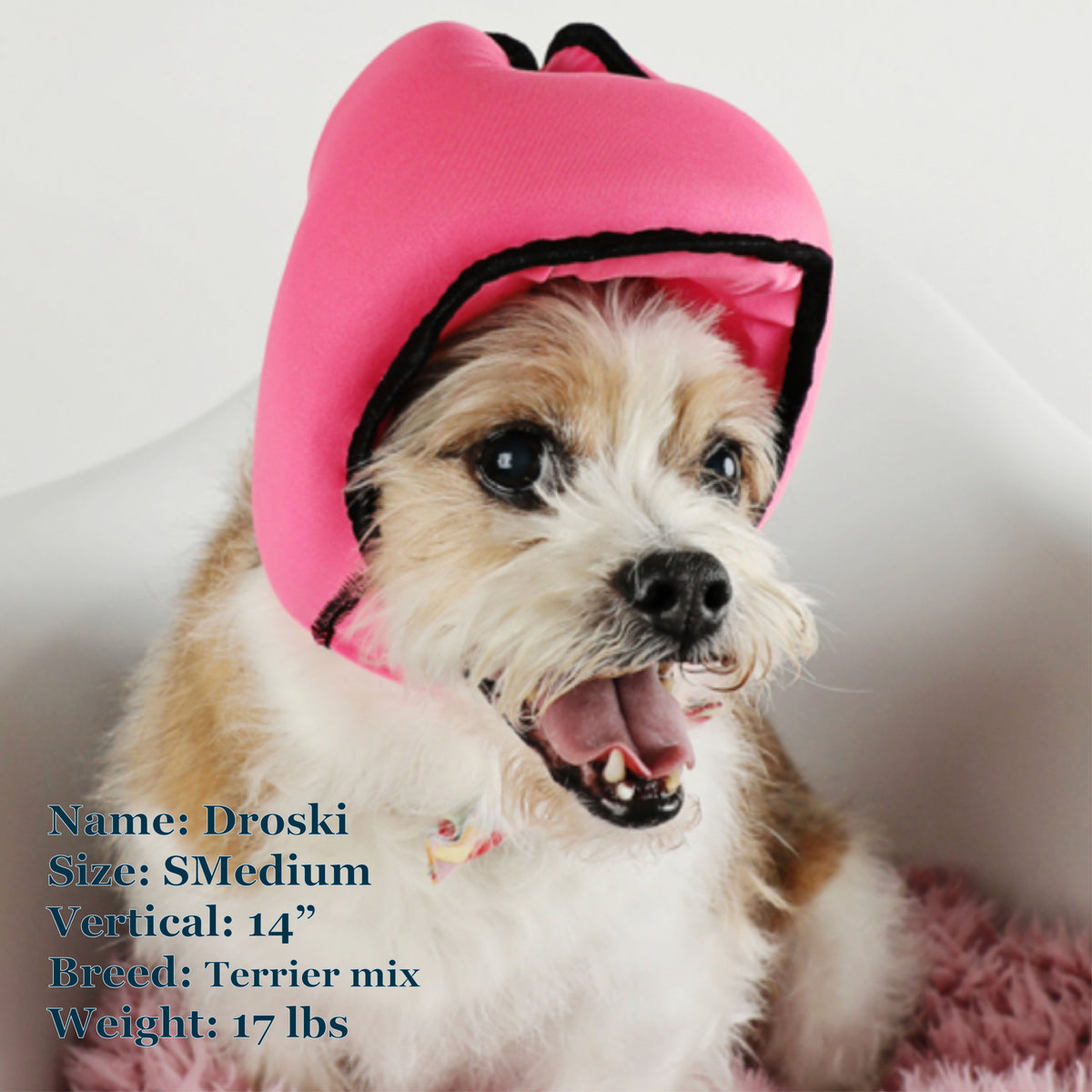 Droski is a Terrier Mix in a SMedium Pink PAWNIX Noise Cancelling Headset for dogs