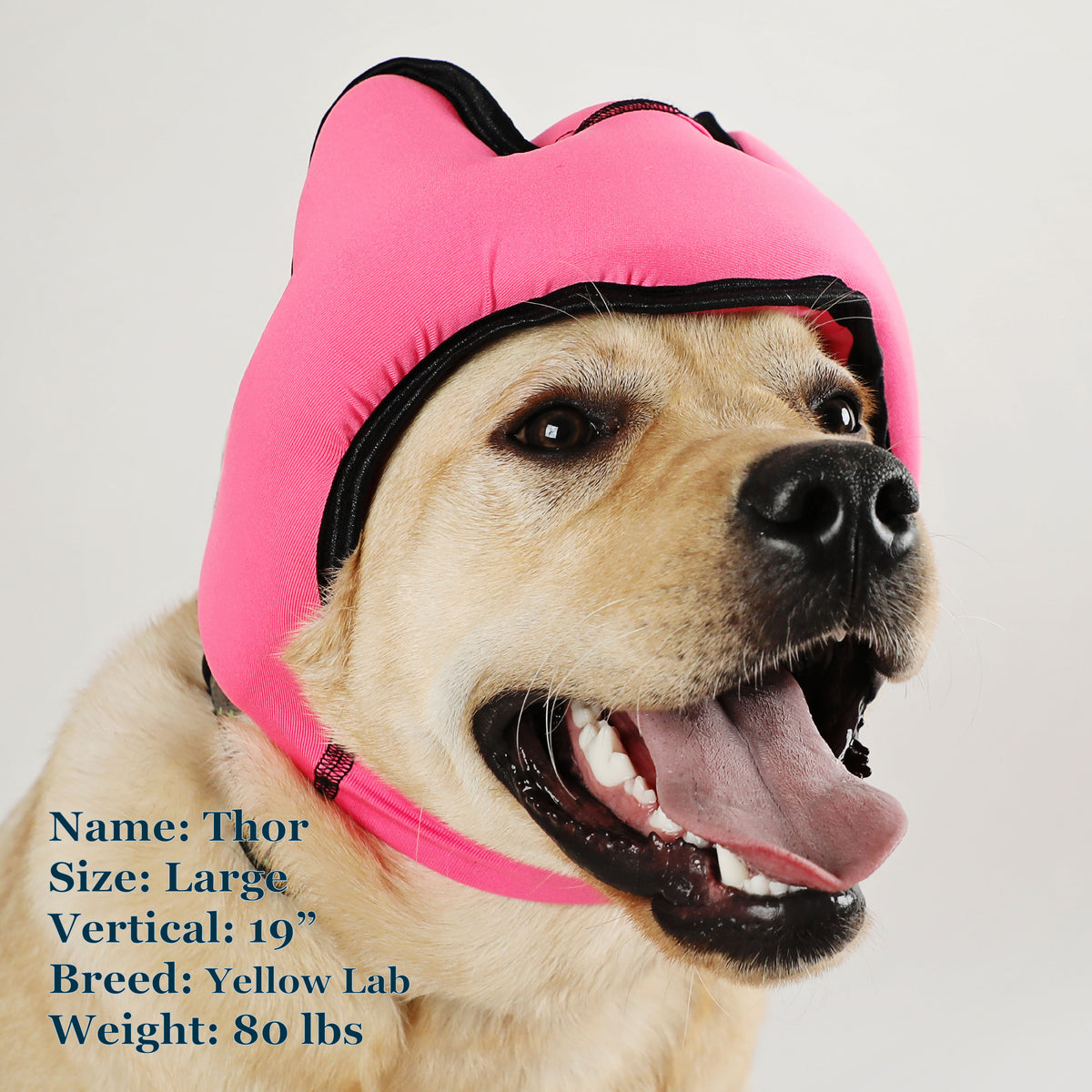 Thor is a Lab in a Large Pink PAWNIX Noise Cancelling Headset for dogs