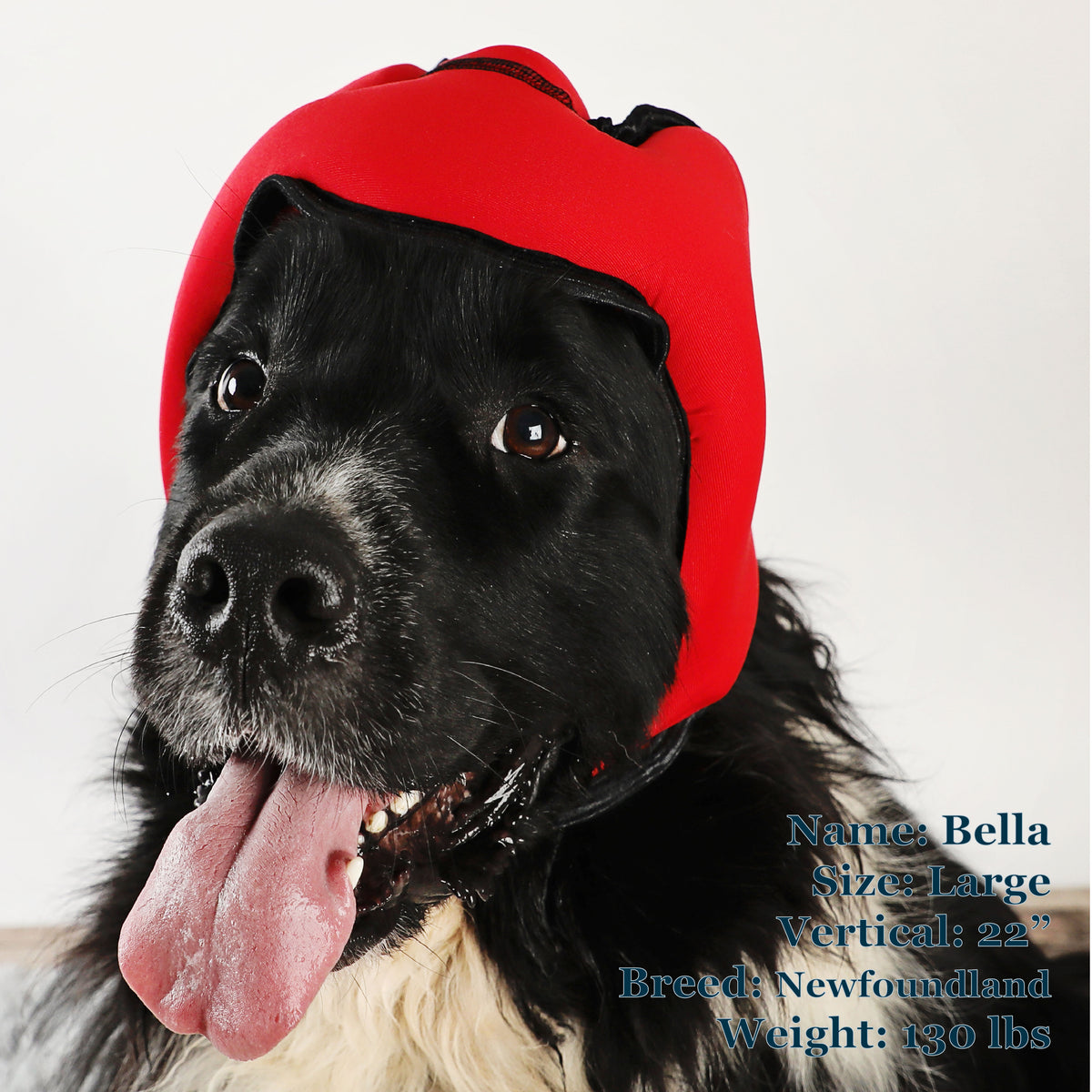 Bella is a Newfie in a Large Red PAWNIX Noise Cancelling Headset for dogs