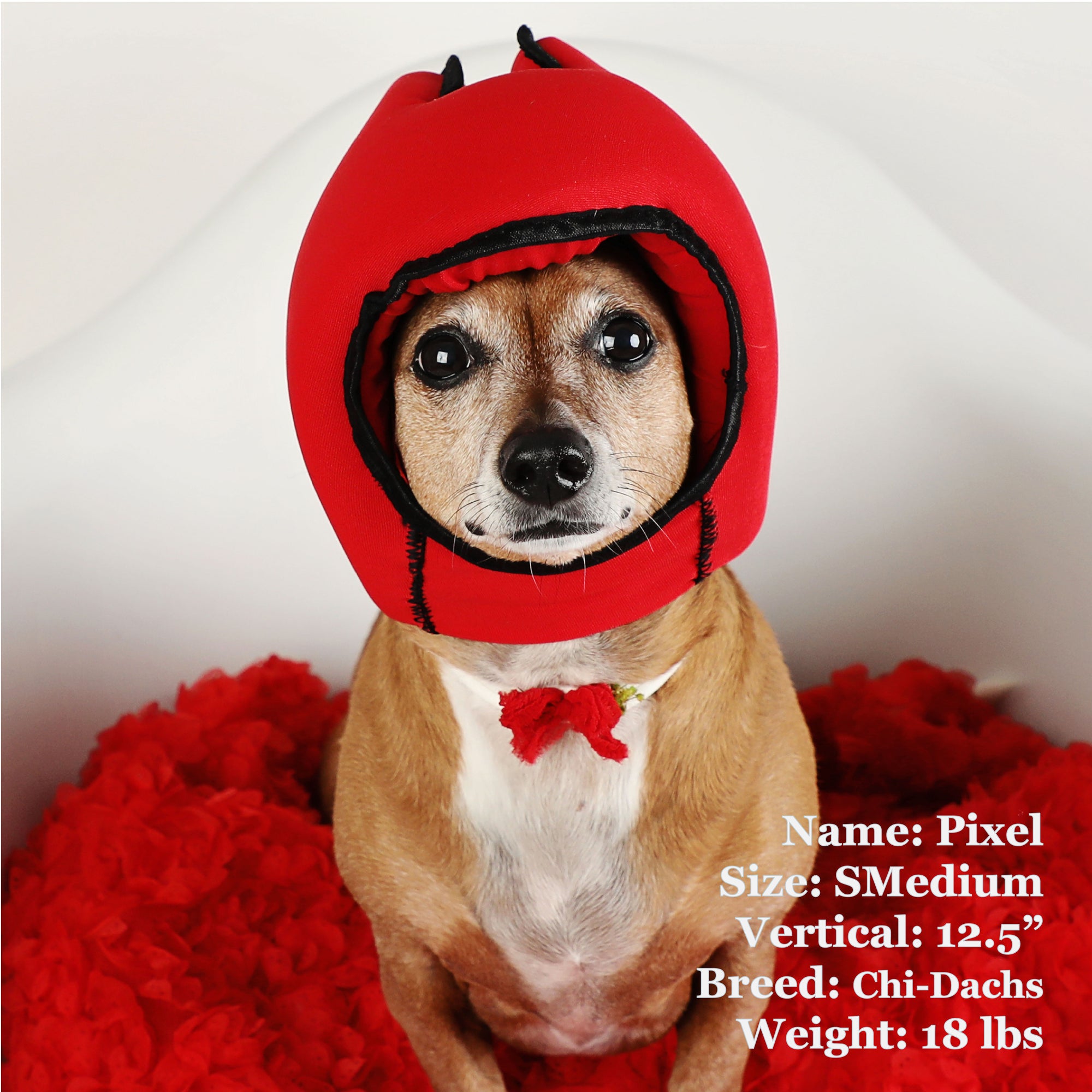 Pixel is a ChiWinnie in a SMedium Red PAWNIX Noise Cancelling Headset for dogs