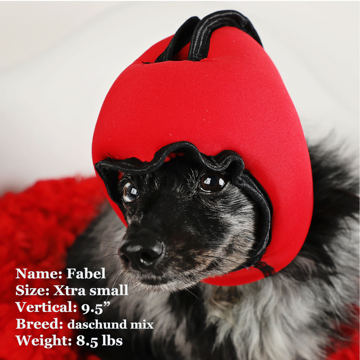 Fable is a Daschund Mix in a Xtra Small Red PAWNIX Noise Cancelling Headset for dogs