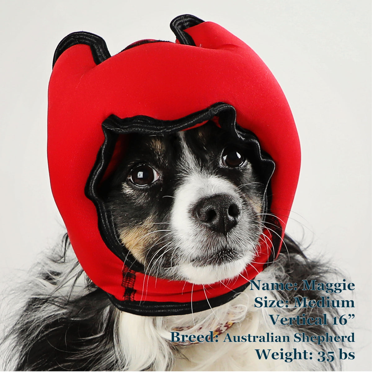 Maggie is a Australian Shepherd in a Medium Red PAWNIX Noise Cancelling Headset for dogs