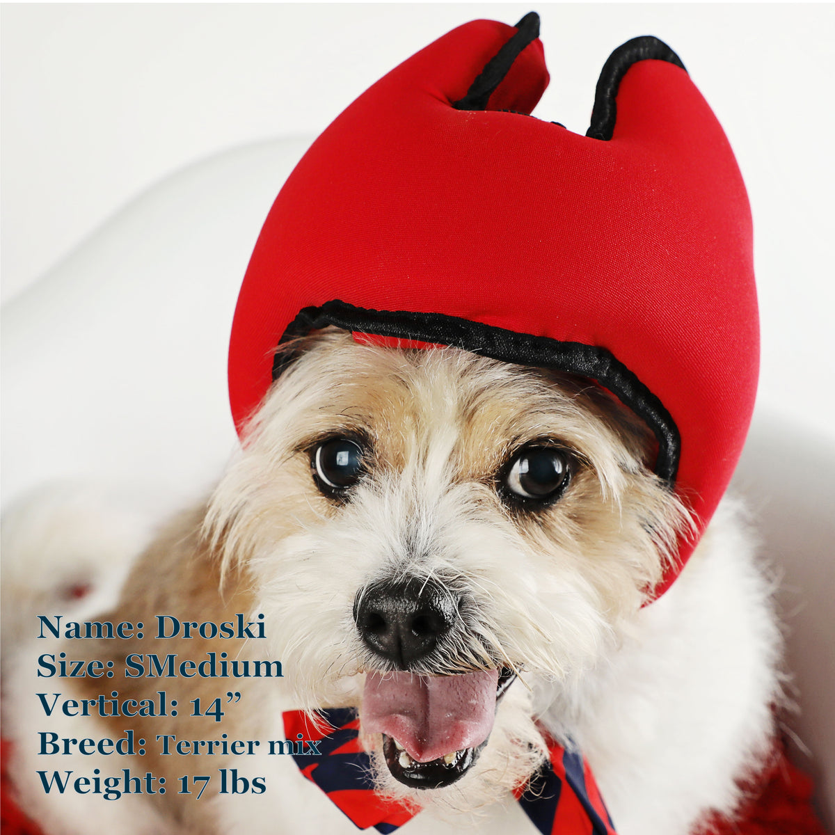 Droksi is a Terrier Mix in a SMedium Red PAWNIX Noise Cancelling Headset for dogs