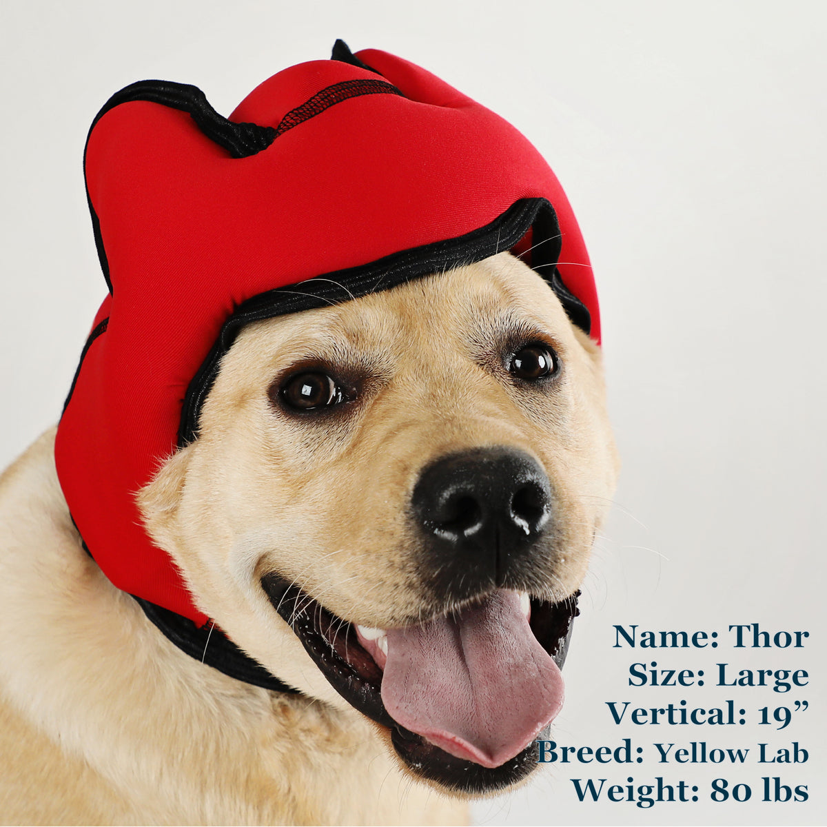 Thor is a Lab in a Large Red PAWNIX Noise Cancelling Headset for dogs