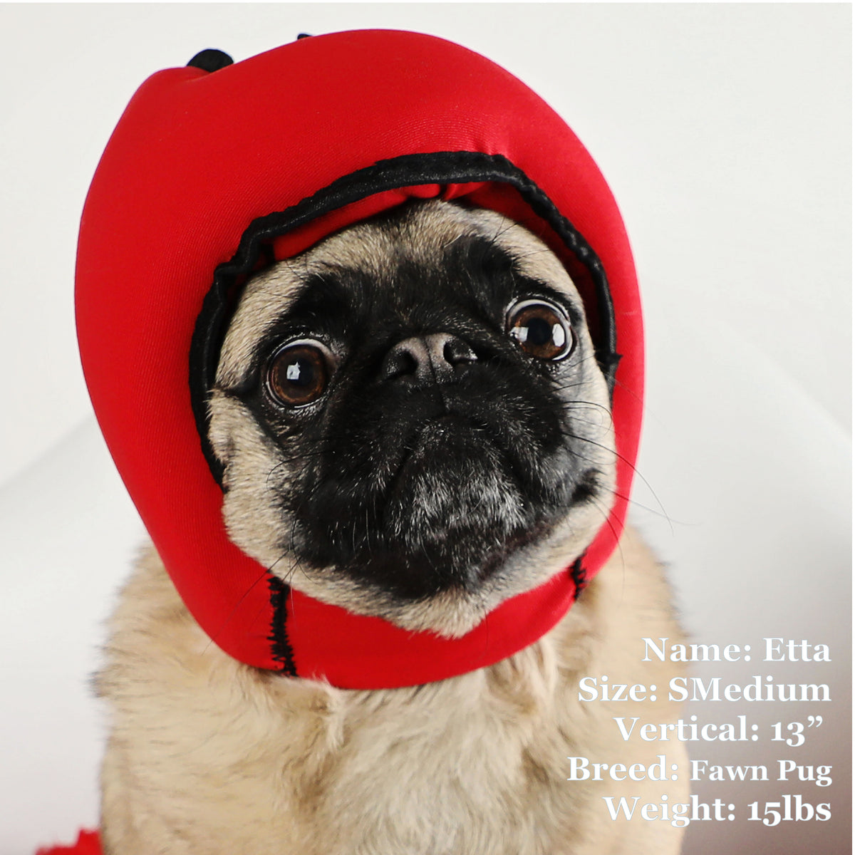 Etta is a Pug in a SMedium Red PAWNIX Noise Cancelling Headset for dogs