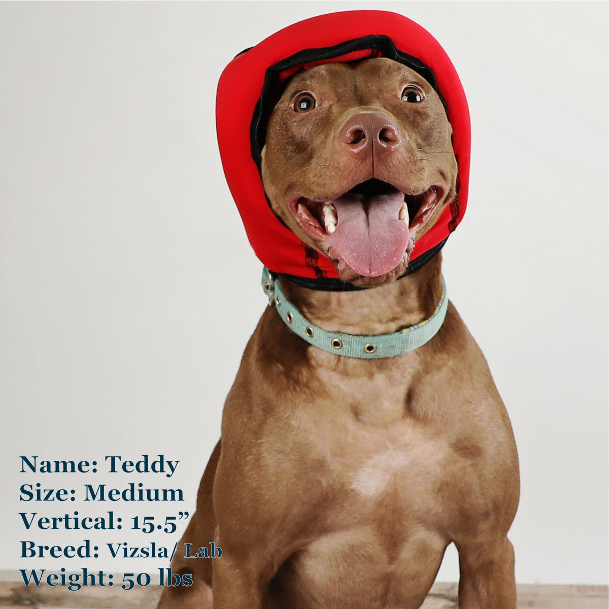 Teddy is a Vizsula Lab Mix in a Medium Red PAWNIX Noise Cancelling Headset for dogs