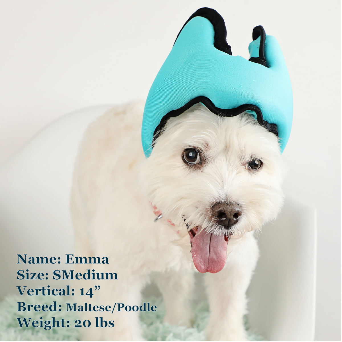 Emma is a Maltese Poodle Mix and can wear a Smedium or Medium Blue PAWNIX Noise Cancelling Headset for dogs