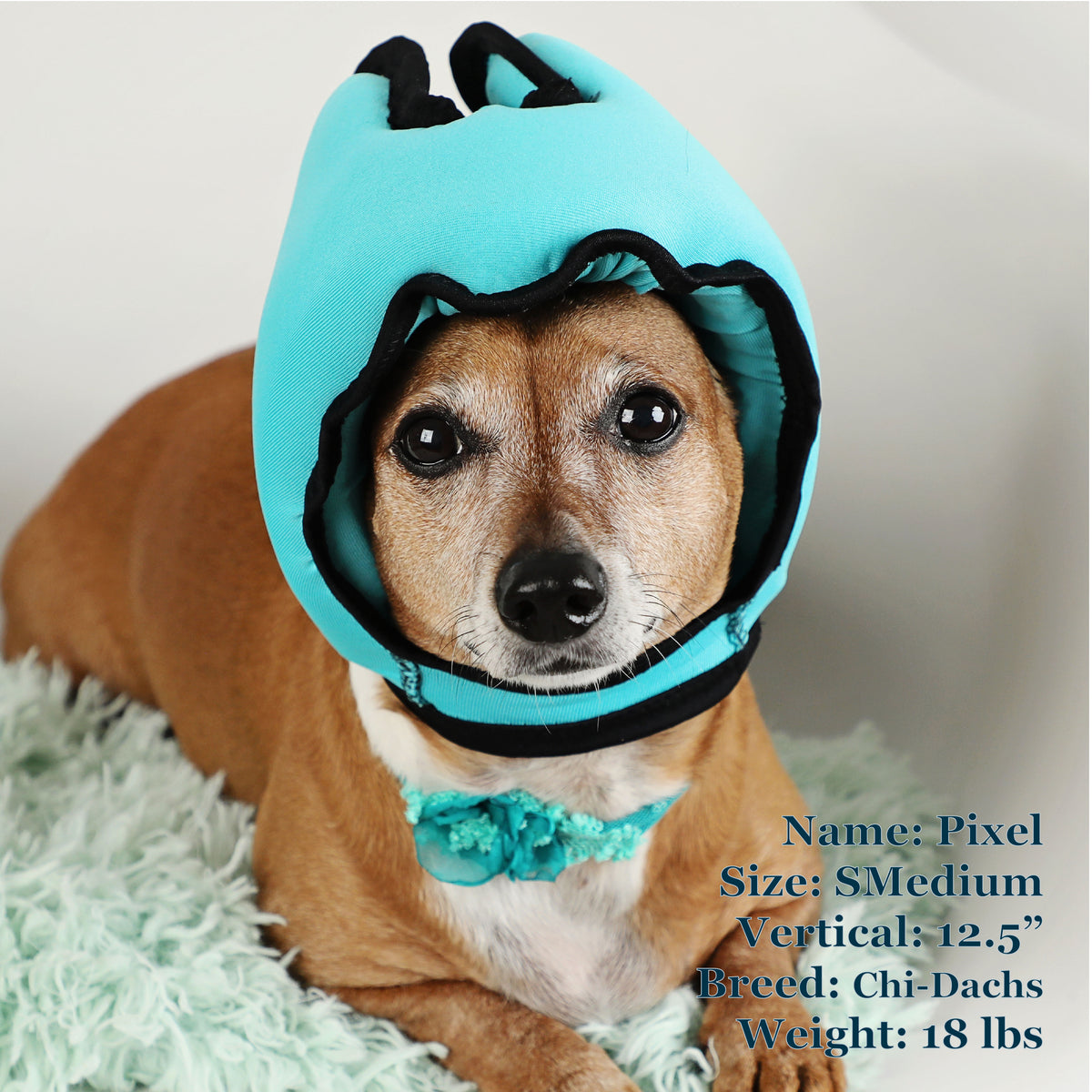 Pixel is a ChiWeenie in a SMedium Blue PAWNIX Noise Cancelling Headset for dogs