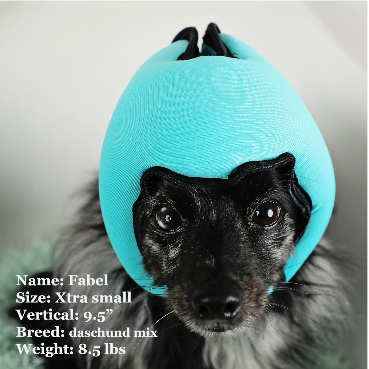 Fabel is a Daschund Mix in a Xtra Small Blue PAWNIX Noise Cancelling Headset for dogs