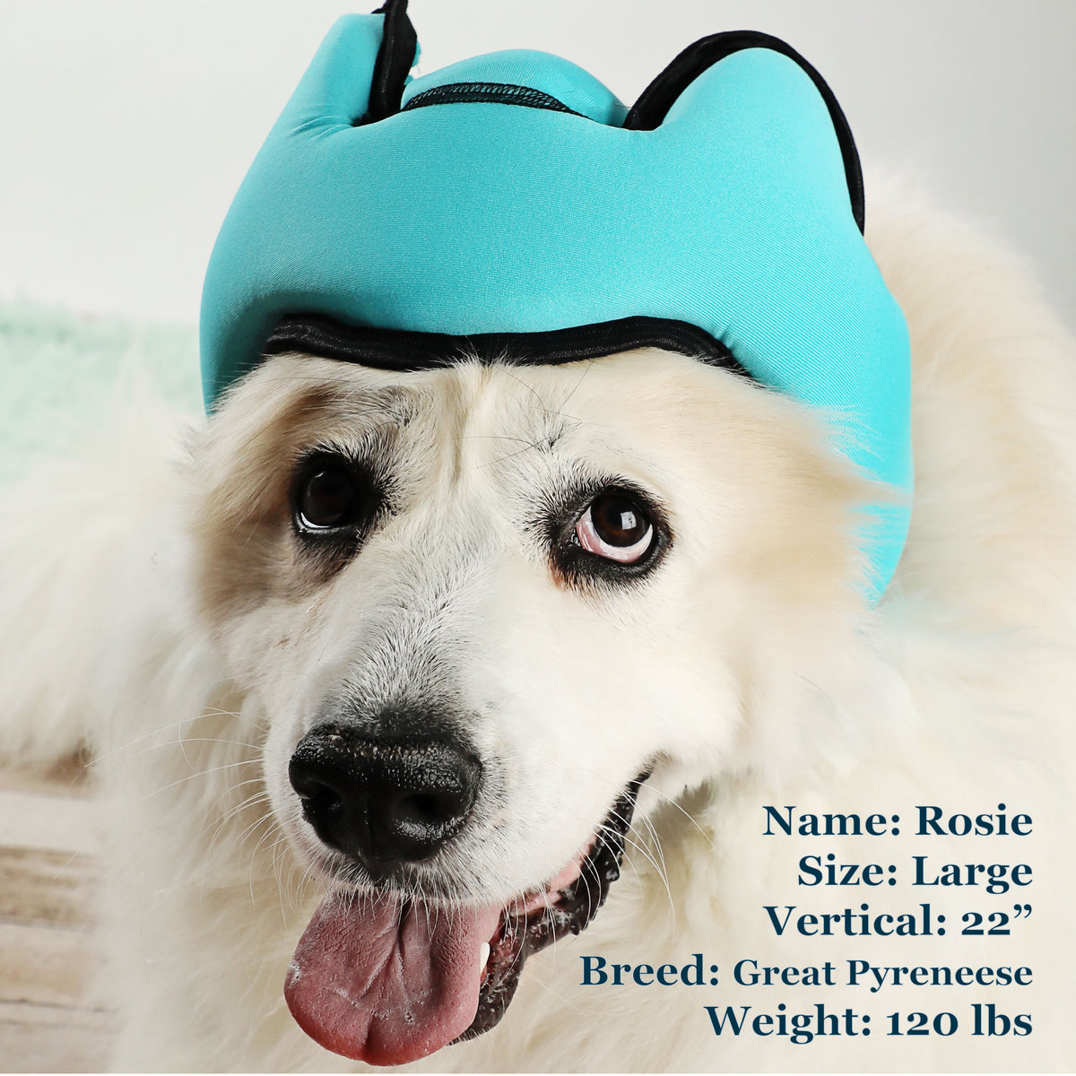 Rosie is a Pyreneese in a Large Blue PAWNIX Noise Cancelling Headset for dogs