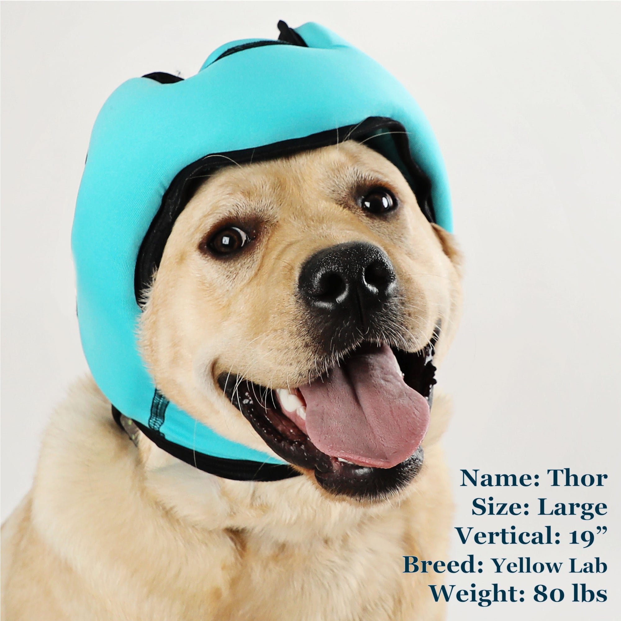 Thor is a Yellow Labrador in a Large Blue PAWNIX Noise Cancelling Headset for dogs