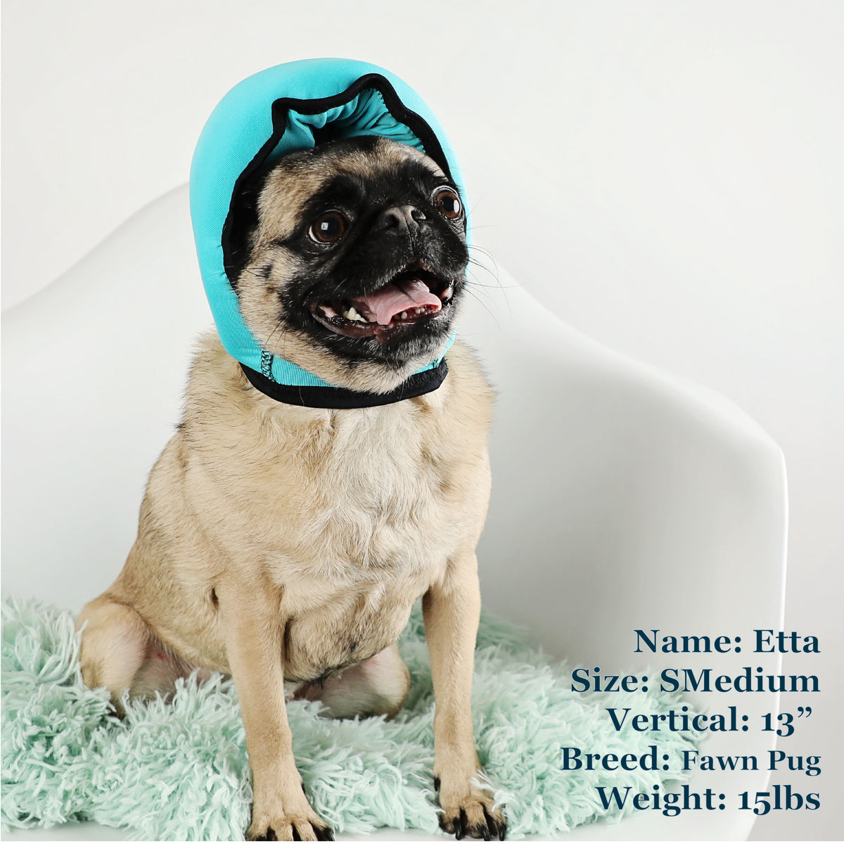 Etta is a Pug in a SMedium Blue PAWNIX Noise Cancelling Headset for dogs
